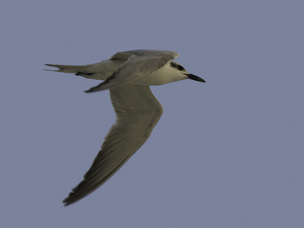 Hietatiira, Gull-billed Tern, Gelochelidon nilotica